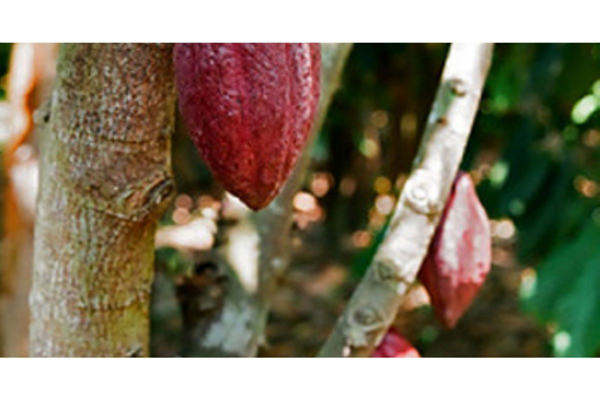 Cacao