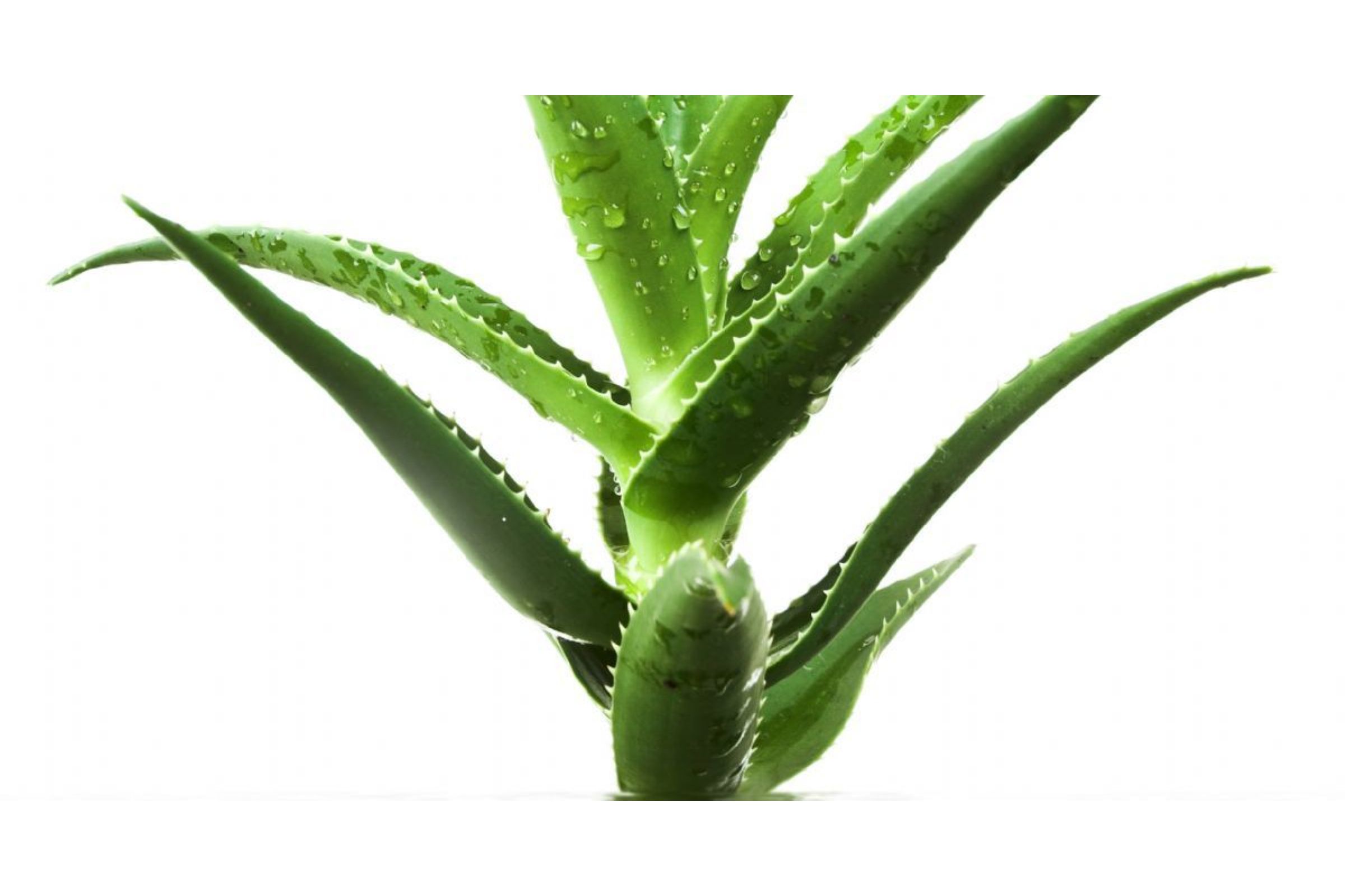 aloe.