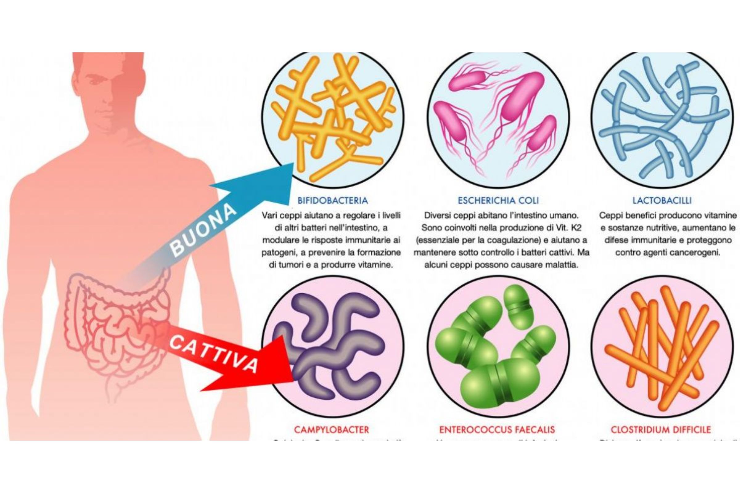 flora-batterica-intestinale